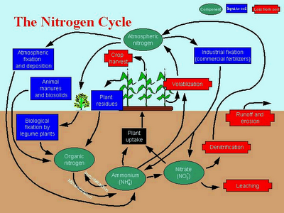 How does the nitrogen cycle work?